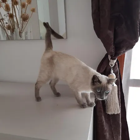 Apartman Nicole - Luminoso *