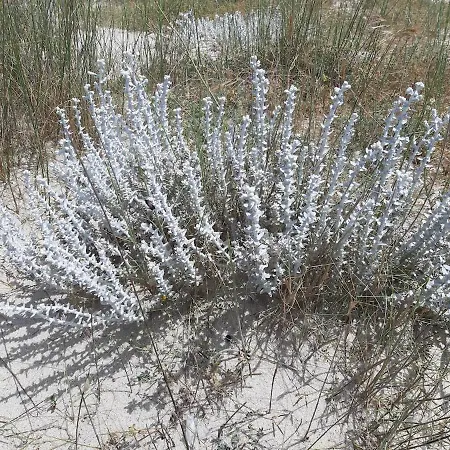 Nicole - Luminoso Isca Marina