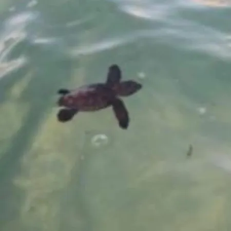 Apartman Nicole - Luminoso *