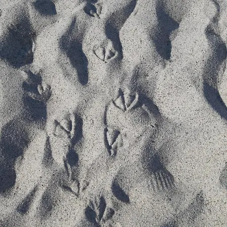 Nicole - Luminoso Isca Marina