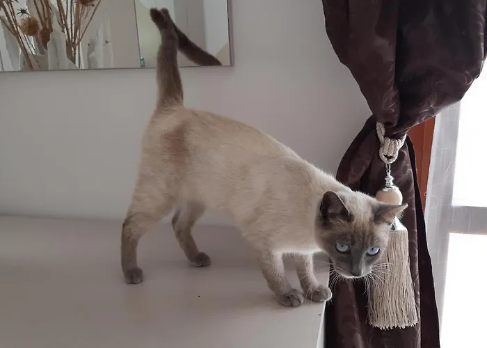 公寓 Nicole - Luminoso *