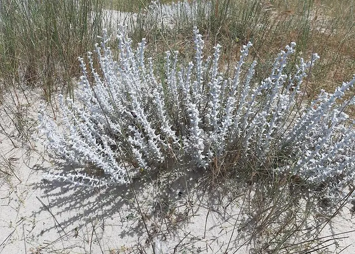 Nicole - Luminoso Isca Marina