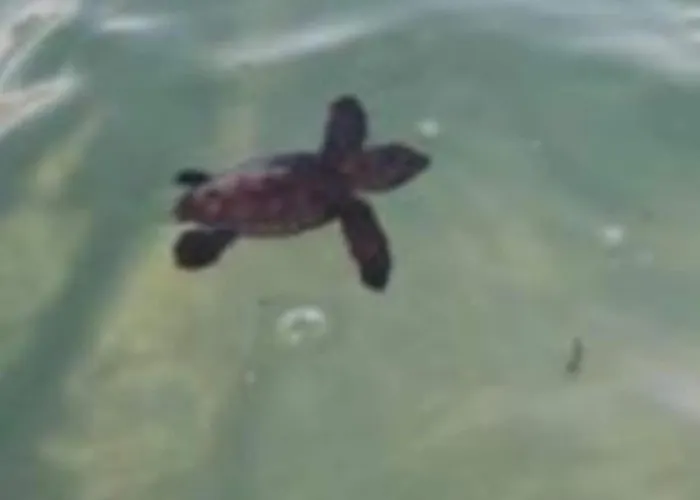 公寓 Nicole - Luminoso *