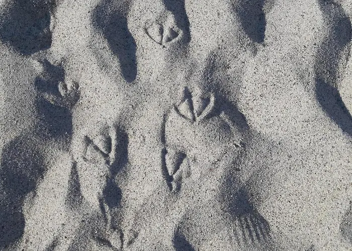 Nicole - Luminoso Isca Marina