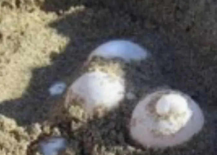 Nicole - Luminoso * Isca Marina